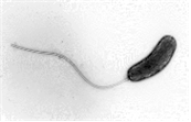 Vibrio cholerae 병원체 이미지입니다. 
