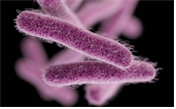 shigella bacteria 병원체 이미지입니다.