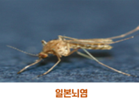 일본뇌염 관련이미지
