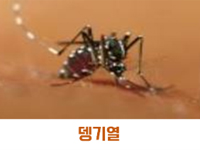 뎅기열 관련이미지
