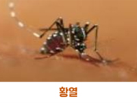 황열 관련이미지