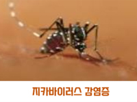 지카바이러스 감염증 관련이미지