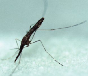 그림입니다.  원본 그림의 이름: CLP00003aa40004.bmp  원본 그림의 크기: 가로 311pixel, 세로 268pixel