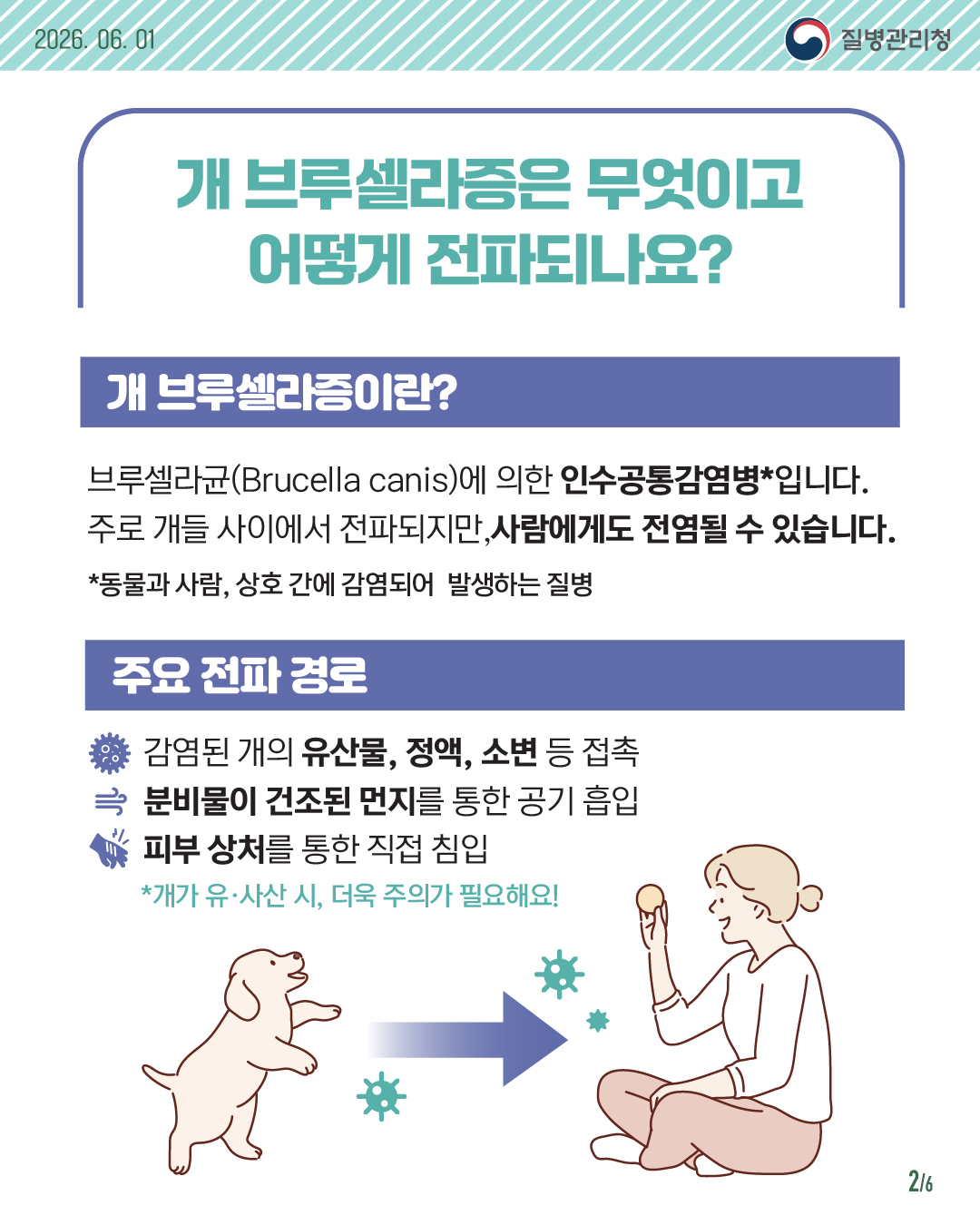 개 브루셀라증은 무엇이고 어떻게 전파되나요? 개 브루셀라증이란? 브루셀라균(Brucella canis)에 의한 인수공통감염병*입니다. 주로 개들 사이에서 전파되지만,사람에게도 전염될 수 있습니다. *동물과 사람, 상호 간에 감염되어 발생하는 질병 주요 전파 경로 감염된 개의 유산물, 정액, 소변 등 접촉 분비물이 건조된 먼지를 통한 공기 흡입 피부 상처를 통한 직접 침입 *개가 유/사산 시, 더욱 주의가 필요해요!