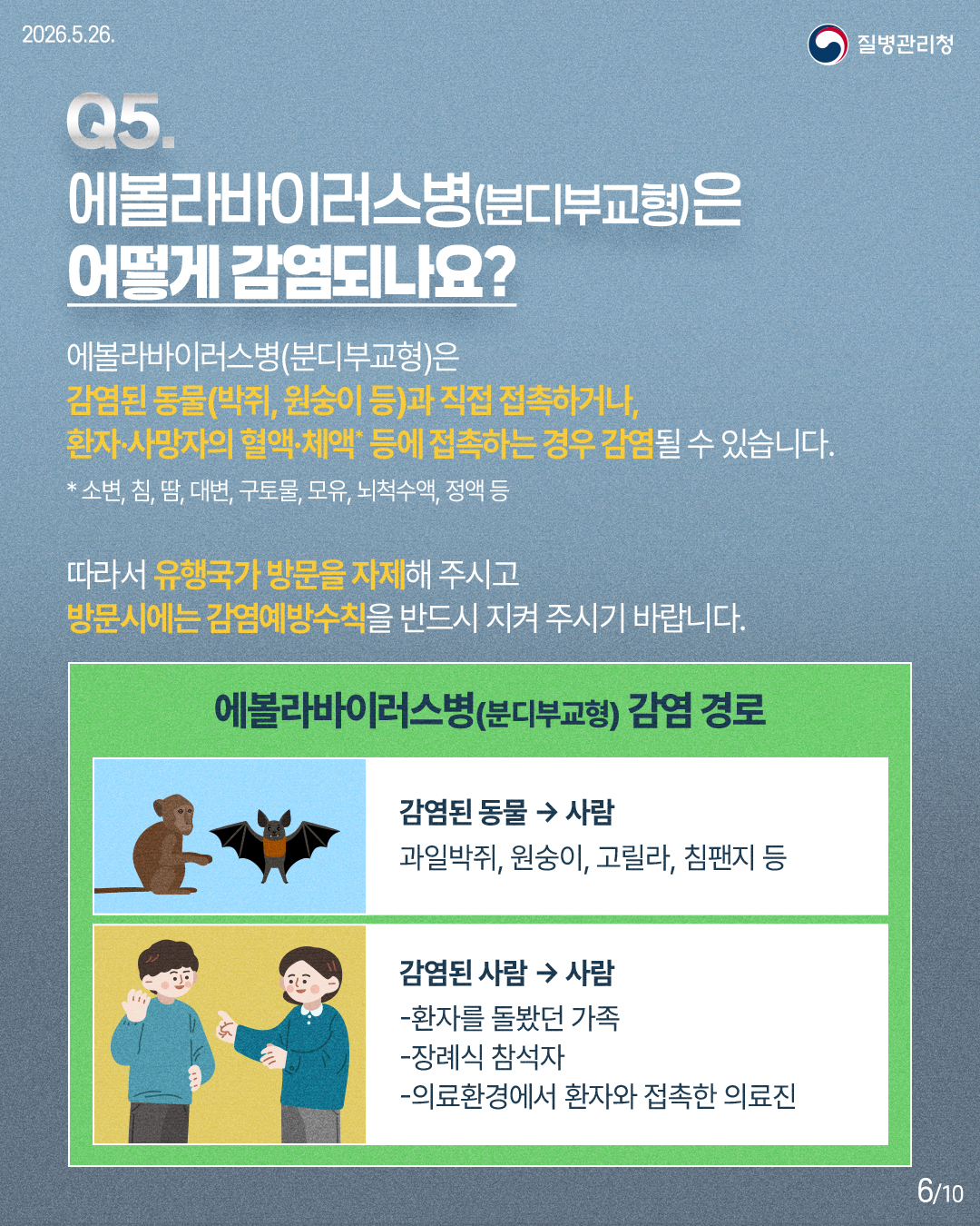 Q5. 에볼라바이러스병(분디부교형)은 어떻게 감염되나요? 에볼라바이러스병(분디부교형)은 감염된동물(박쥐,원숭이 등)과 직접 접촉하거나, 환자·사망자의 혈액·체액* 등에 접촉하는 경우 감염될 수 있습니다. *소변, 침, 땀, 대변, 구토물, 모유, 뇌척수액, 정액 등 따라서 유행국가 방문을 자제해 주시고 방문시에는 감염예방수칙을 반드시 지켜 주시기 바랍니다. 에볼라바이러스병(분디부교형) 감염 경로 감염된 동물 → 사람 과일박쥐, 원숭이, 고릴라, 침팬지 등 감염된 사람 → 사람 -환자를 돌봤던 가족 -장례식 참석자 -의료환경에서 환자와 접촉한 의료진