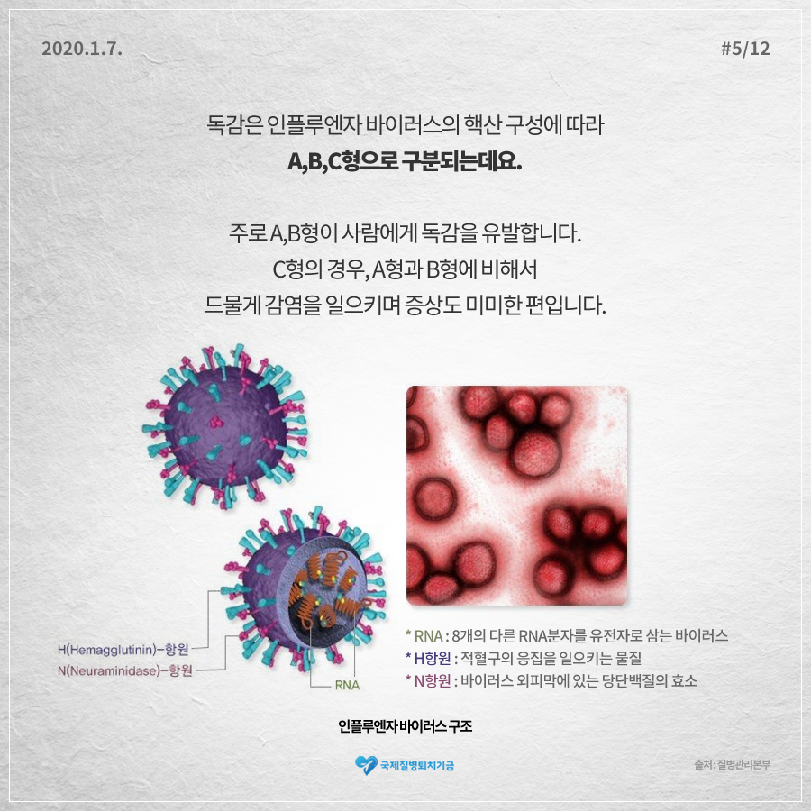 2020.1.7. 12페이지 중 5페이지 독감은 인플루엔자 바이러스의 핵산 구성에 따라 A,B,C형으로 구분되는데요. 주로 A,B형이 사람에게 독감을 유발합니다. C형의 경우, A형과 B형에 비해서 드물게 감염을 일으키며 증상도 미미한 편입니다. <인플루엔자 바이러스 구조> H(Hemagglutinin)-항원 N(Neuraminidase)-항원 *RNA:8개의 다른 RNA분자를 유전자로 삼는 바이러스 *H항원:적혈구의 응집을 일으키는 물질 *N항원:바이러스 외피막에 있는 당단백질의 효소 국제질병퇴치기금 출처:질병관리본부