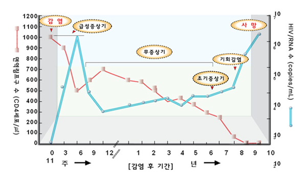 에이즈(AIDS, HIV)의 감염 경로, 증상, 검사 방법을 조사하다