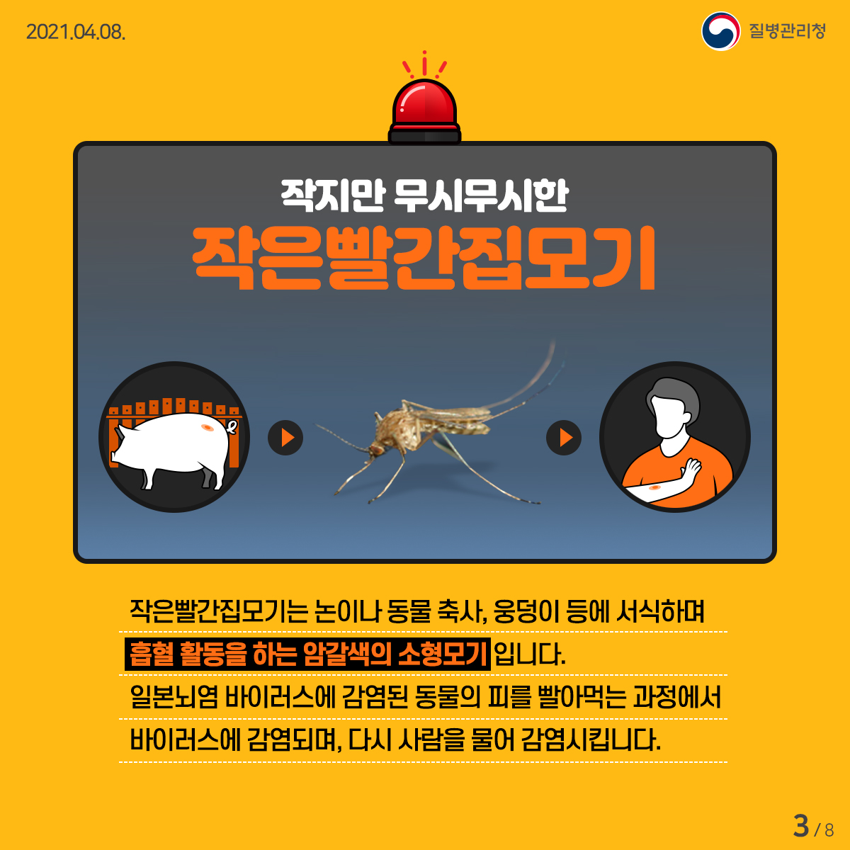 2021년 4월 8일 질병관리청 작지만 무시무시한 작은빨간집모기 작은빨간집모기는 논이나 동물 축사, 웅덩이 등에 서식하며 흡혈 활동을 하는 암갈색의 소형모기입니다. 일본뇌염 바이러스에 감염된 동물의 피를 빨아먹는 과정에서 바이러스에 감염되며, 다시 사람을 물어 감염시킵니다. 8페이지 중 3페이지