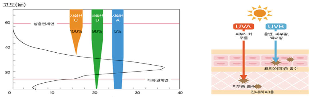 자외선 A : 5%
자외선 B : 90%
자외선 C : 100%
UVA : 피부노화주름 > 피부층 흡수
UVB : 홍반, 피부암, 백내장 > 표피(상피)층 흡수