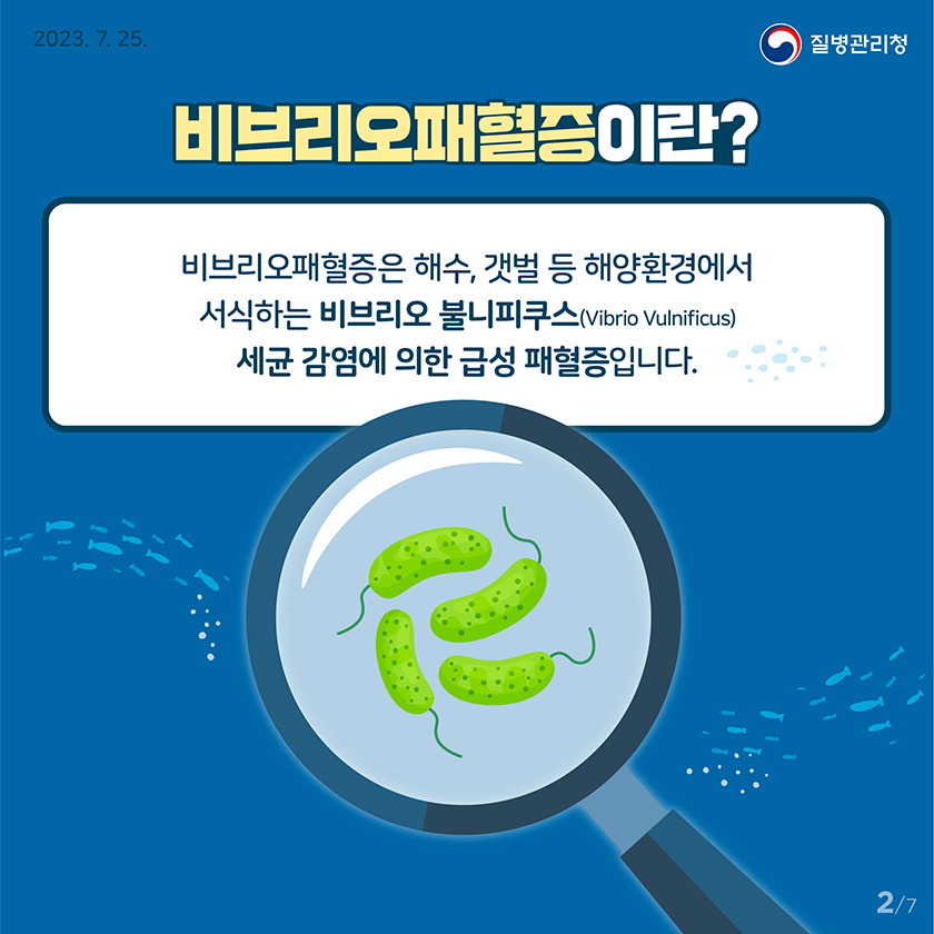 [2023년 7월 25일 질병관리청] 비브리오패혈증이란? 비브리오패혈증은 해수, 갯벌 등 해양환경에서 서식하는 비브리오 불니피쿠스(Mibrio vulhificus) 세균 감염에 의한 급성 패혈증입니다. [7페이지 중 2페이지]