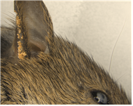 external_image external_image