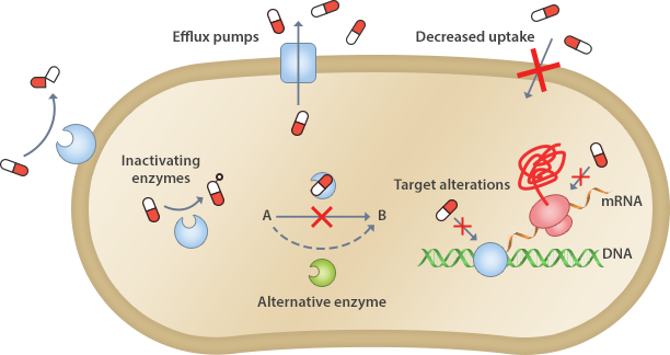 내성균의 항생제 내성기전을 나타내는 그림 - Efflux pumps, Decreased uptake, Inactivating enzymes, Alternative enzyme, Target alterations(DNA X, mRNA X)
