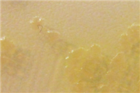 P. aeruginosa 균 이미지