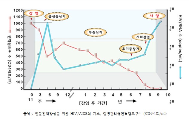 HIV 감염 후 면역세포 수와 바이러스 농도의 변화를 나타낸 경과 그래프