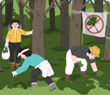 채취 금지구역에서 산나물을 채취하는 모습 일러스트