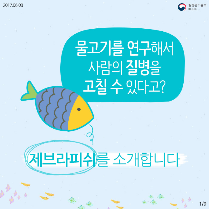 물고기를 연구해서 사람의 질병을 고칠 수 있다고? (제브라피쉬) 사진2