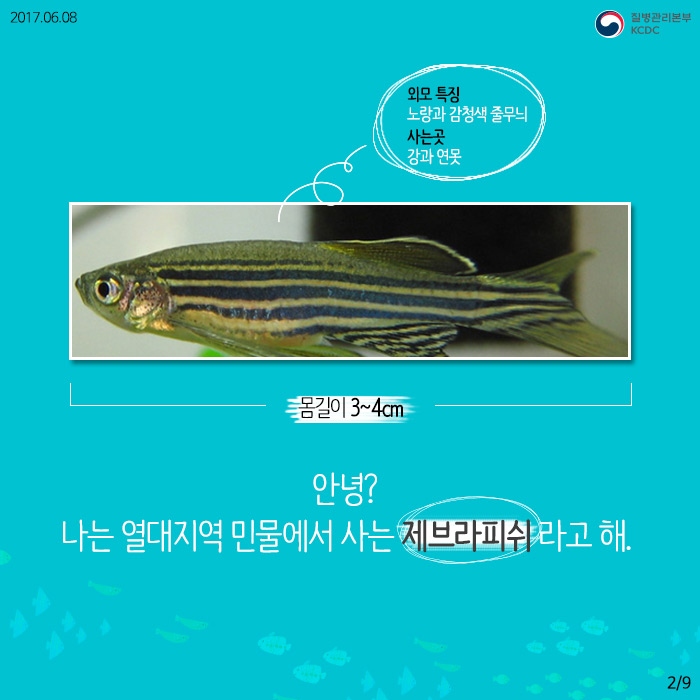 물고기를 연구해서 사람의 질병을 고칠 수 있다고? (제브라피쉬) 사진3
