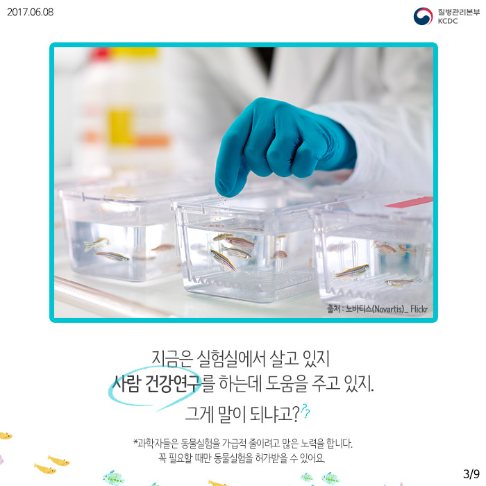 물고기를 연구해서 사람의 질병을 고칠 수 있다고? (제브라피쉬) 사진4