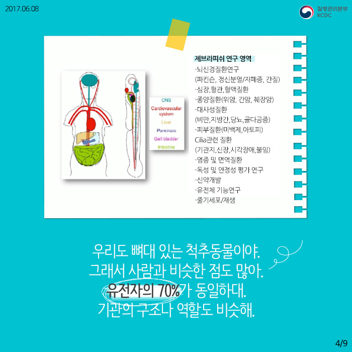 물고기를 연구해서 사람의 질병을 고칠 수 있다고? (제브라피쉬) 사진5