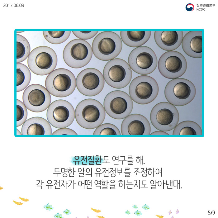 물고기를 연구해서 사람의 질병을 고칠 수 있다고? (제브라피쉬) 사진6