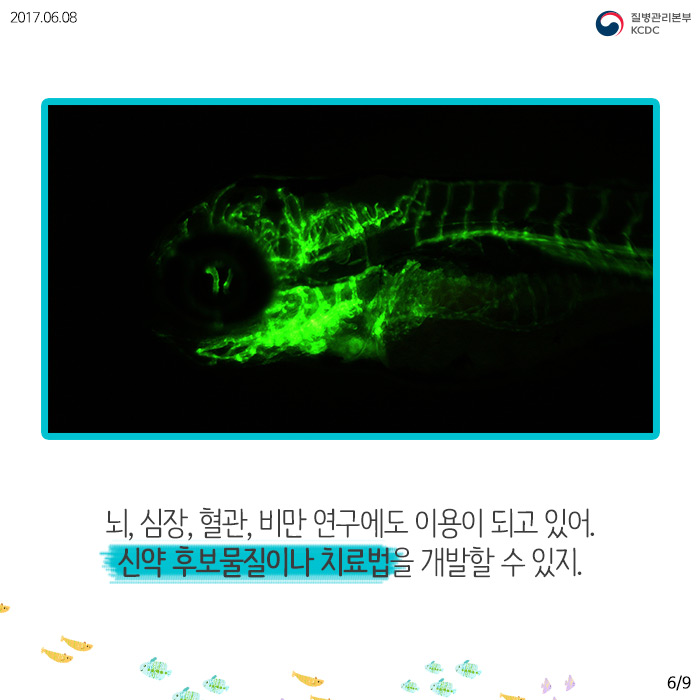 물고기를 연구해서 사람의 질병을 고칠 수 있다고? (제브라피쉬) 사진7