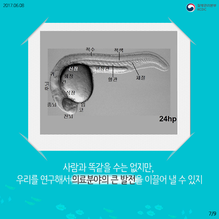 물고기를 연구해서 사람의 질병을 고칠 수 있다고? (제브라피쉬) 사진8