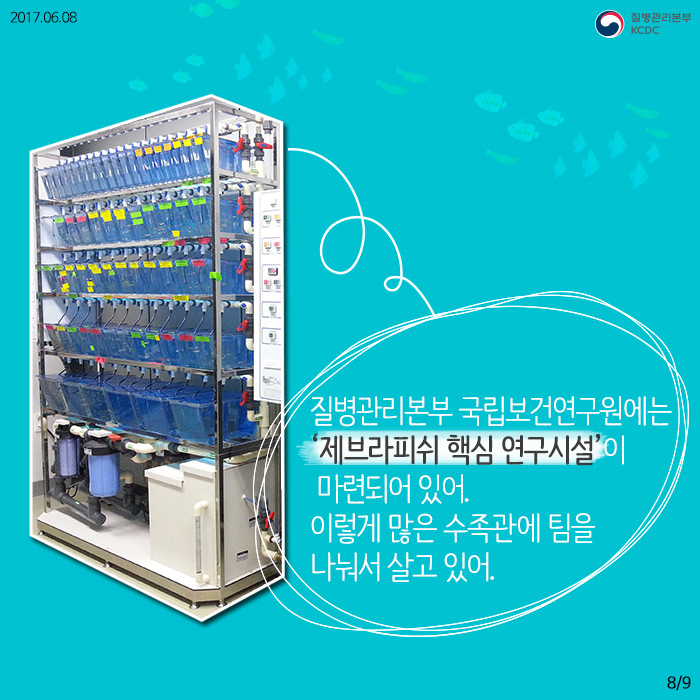 물고기를 연구해서 사람의 질병을 고칠 수 있다고? (제브라피쉬) 사진9