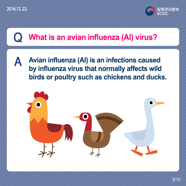 [Card news] Freeze, Avian Influenza(AI)! 사진2