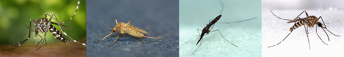 모기 종류에 관한 사진입니다. 총 4개의 모기를 보여줍니다. 첫번째는 지카바이러스와 뎅기열을 옮기는 희줄숲모기,  두번째는 일본뇌염을 옮기는 빨간집모기, 말라리아를 옮기는 중국얼룩날개모기, 사상충을 옮기는 토고숲모기입니다. 