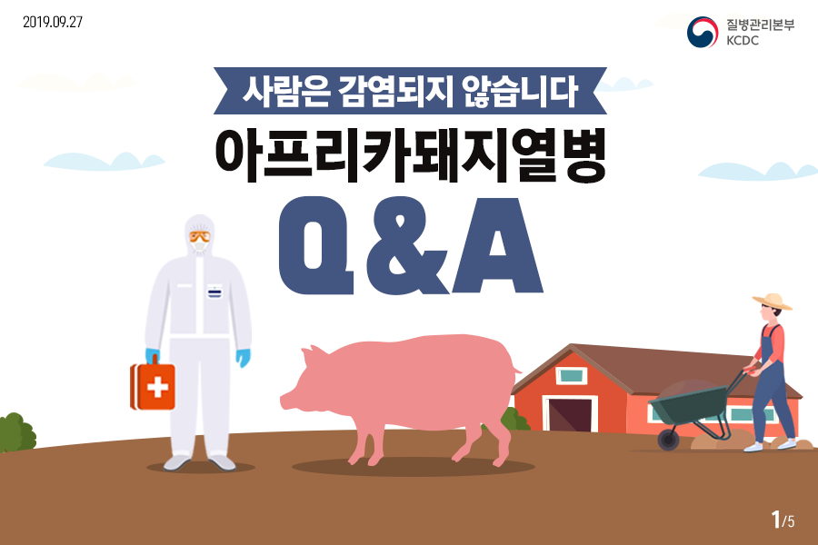 사람은 감염되지 않습니다. 아프리카돼지열병 Q&A