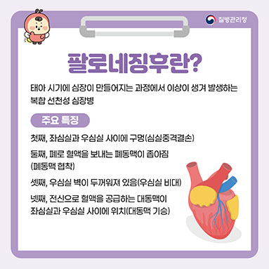 1. 팔로네징후란?
- 태아 시기에 심장이 만들어지는 과정에서 이상이 생겨 발생하는 복합 선천성 심장병
<주요 특징>
첫째, 좌심실과 우심실 사이에 구멍(심실중격결손)
둘째, 폐로 혈액을 보내는 폐동맥이 좁아짐(폐동맥 협착)
셋째, 우심실 벽이 두꺼워져 있음(우심실 비대)
넷째, 전신으로 혈액을 공급하는 대동맥이 좌심실과 우심실 사이에 위치(대동맥 기승)