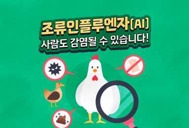 조류인플루엔자(AI), 
사람도 감염될 수 있습니다!