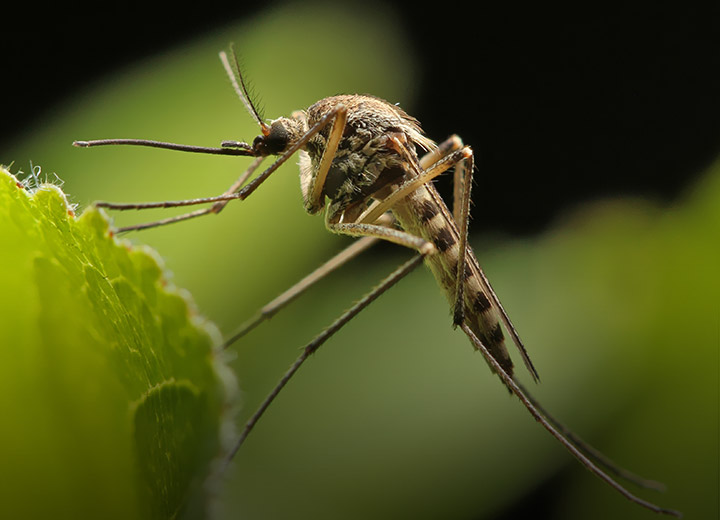 Regional vector surveillance centers against climate change