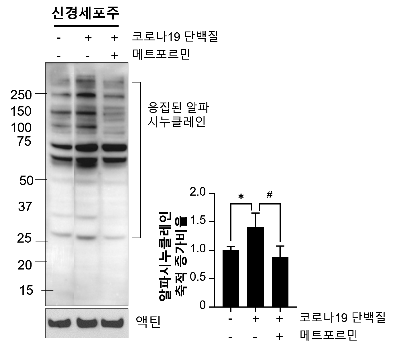 그림입니다. 원본 그림의 이름: 알파 시누클레인 축적_v1.png 원본 그림의 크기: 가로 1386pixel, 세로 1229pixel